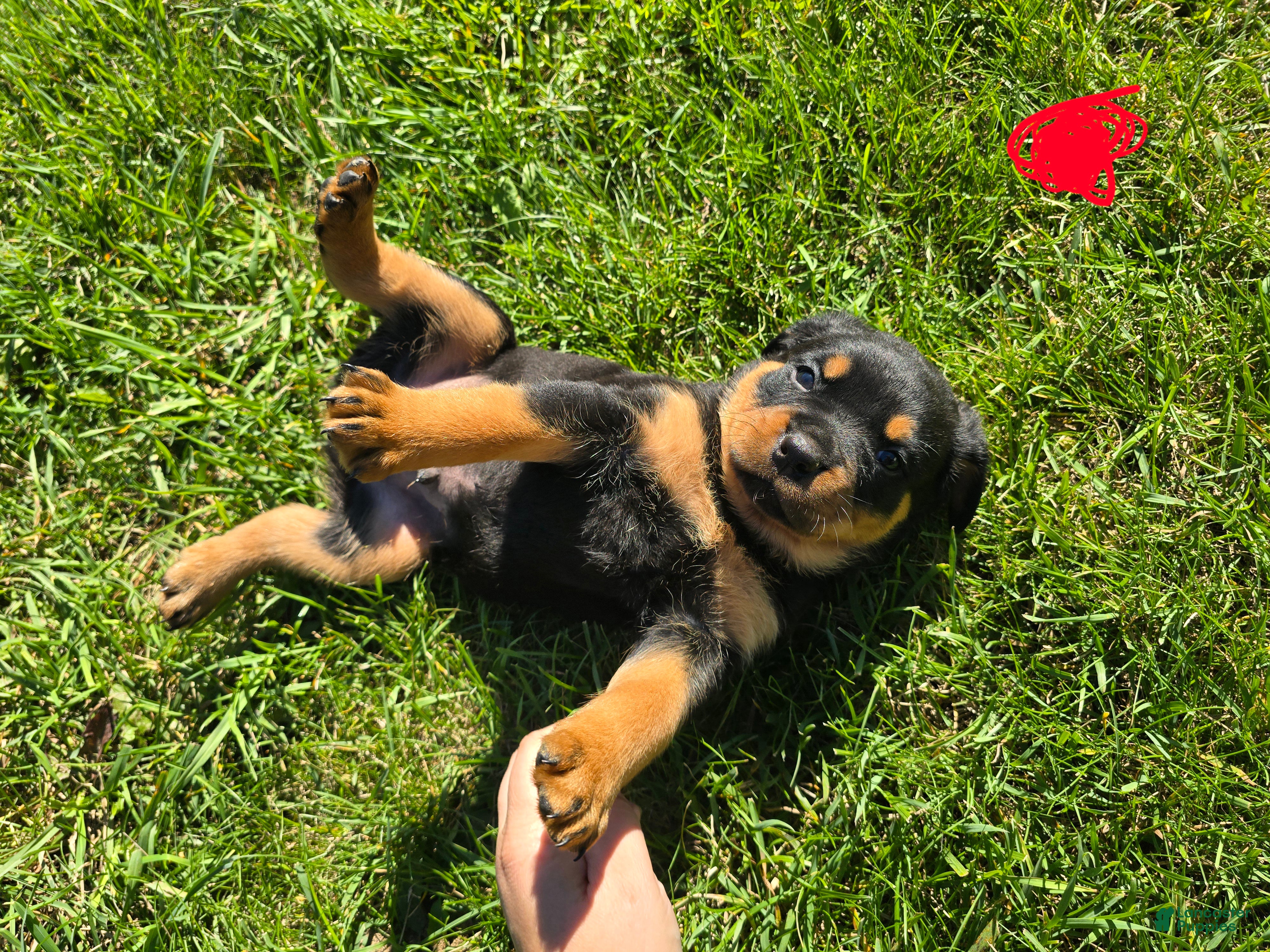 Rottweiler dogs Rottweiler red collar male  - Ad 13