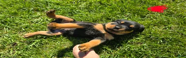Rottweiler red collar male 