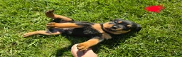 Rottweiler dogs for sale: Rottweiler red collar male  - Ad 1