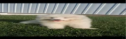 Samoyed dogs for sale: Racker - Ad 1