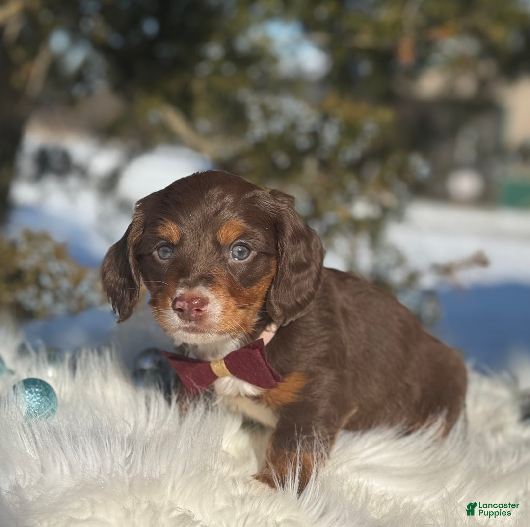 Miniature Dachshund dogs for sale: Jingle - Ad 1