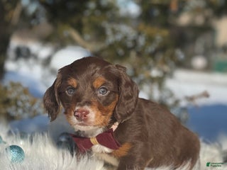 Miniature Dachshund dogs Jingle - Ad 2