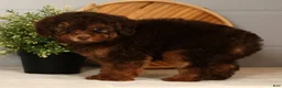 Toy Poodle dogs for sale: Saphire - Ad 3