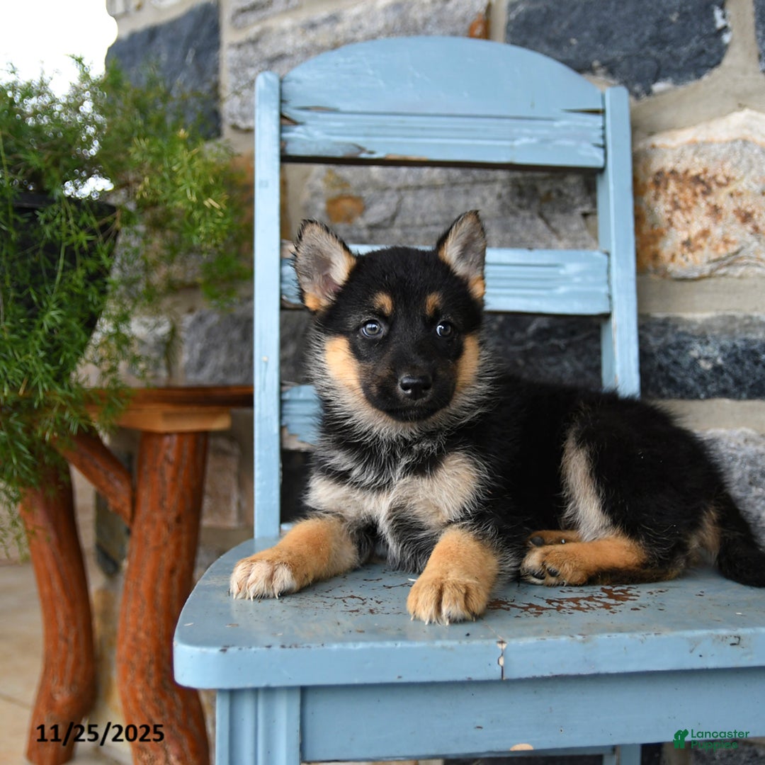 Gerberian Shepsky dogs for sale: Panda - Ad 4