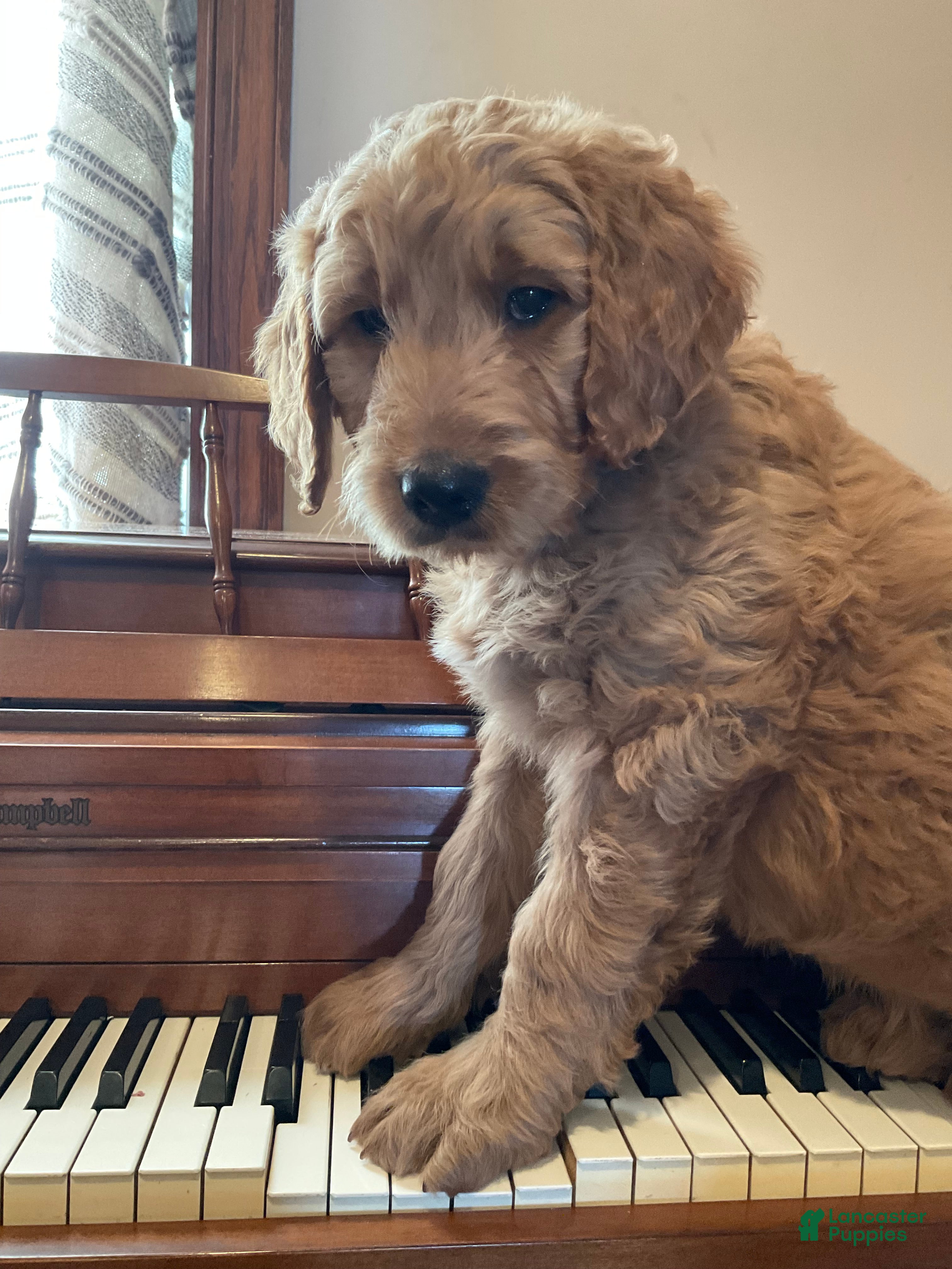 Goldendoodle dogs Caz - Ad 16