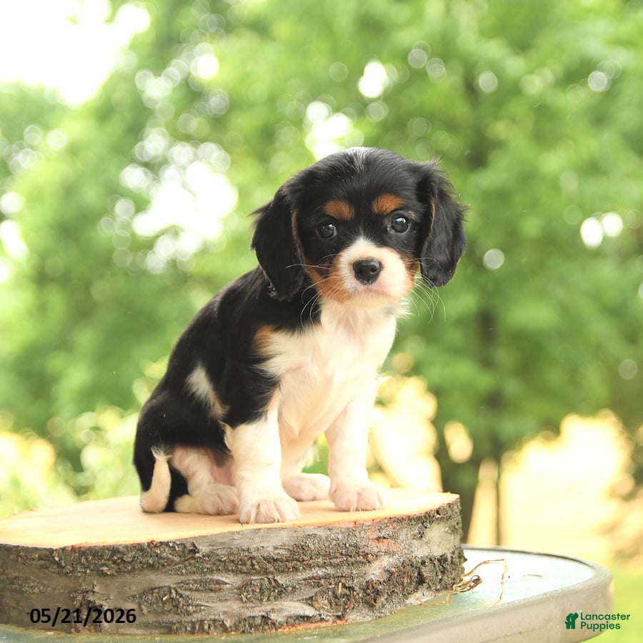 Cavalier King Charles Spaniel dogs Belle  - Ad 2