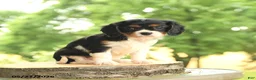 Cavalier King Charles Spaniel dogs for sale: Belle  - Ad 2