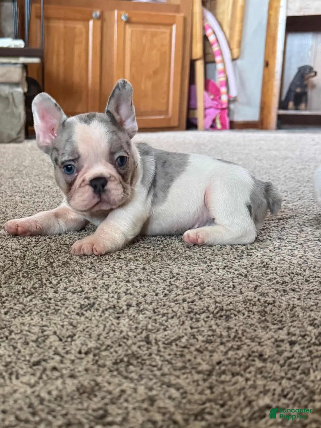 French Bulldog dogs for sale: French Bulldog 2 Lucy - Ad 1