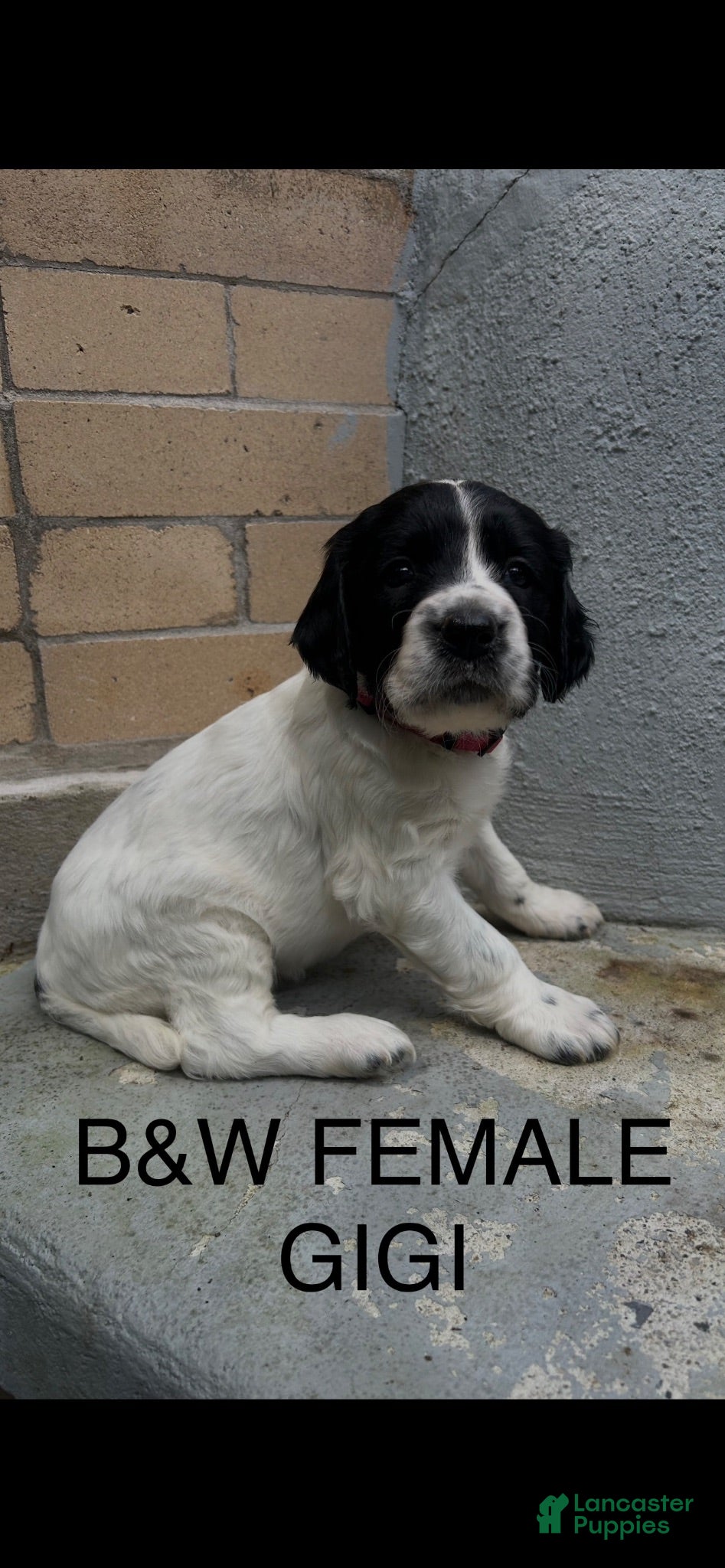 English Springer Spaniel dogs English Springer Spaniel 1 - Ad 2
