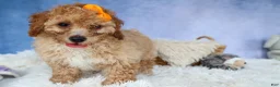Miniature Poodle dogs for sale: WAYNE - Ad 19