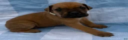 Cane Corso dogs for sale: Cane Corso 4 - Ad 3