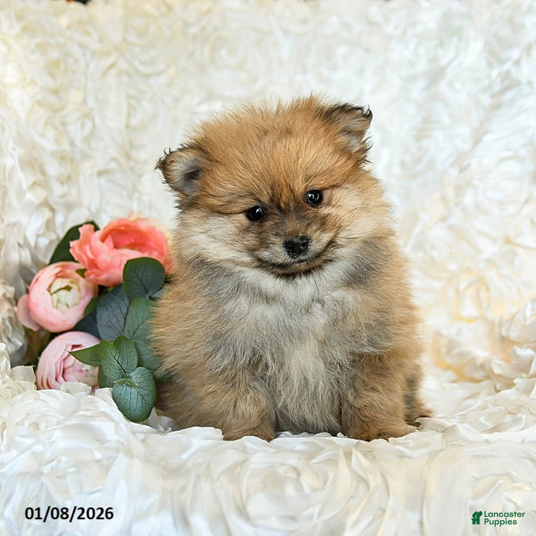 Pomeranian dogs for sale: Rusty - Ad 3