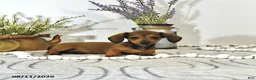 Miniature Dachshund dogs for sale: Tilly - Ad 1