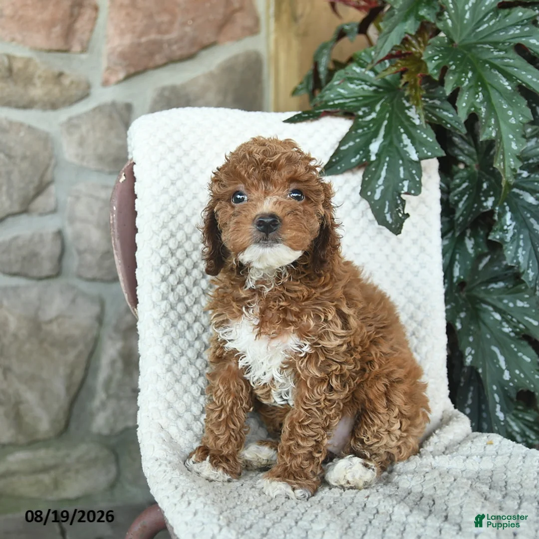 Miniature Poodle dogs for sale: Sierra  - Ad 3