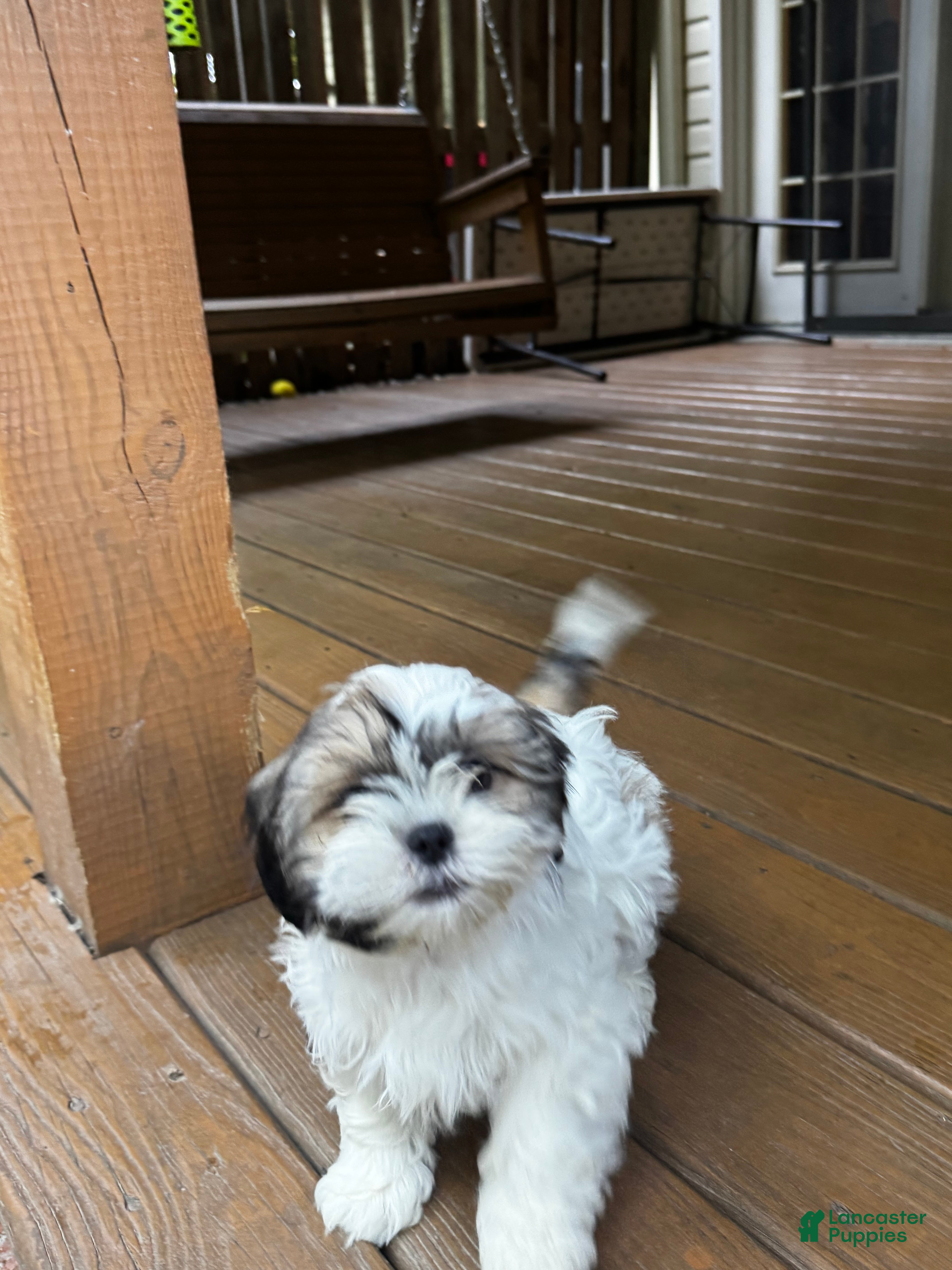 Shih Tzu dogs for sale: Leon - Ad 1