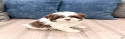 Havanese dogs for sale: Herman - Ad 4