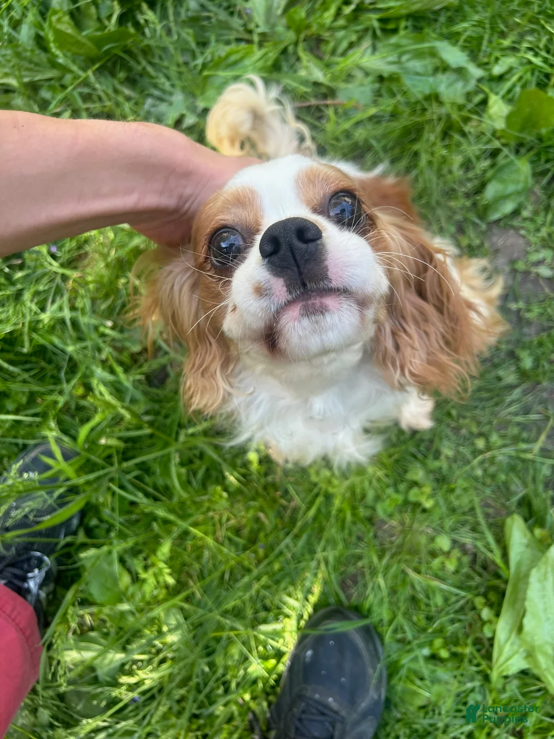 Cavalier King Charles Spaniel dogs for sale: Benson - Ad 2