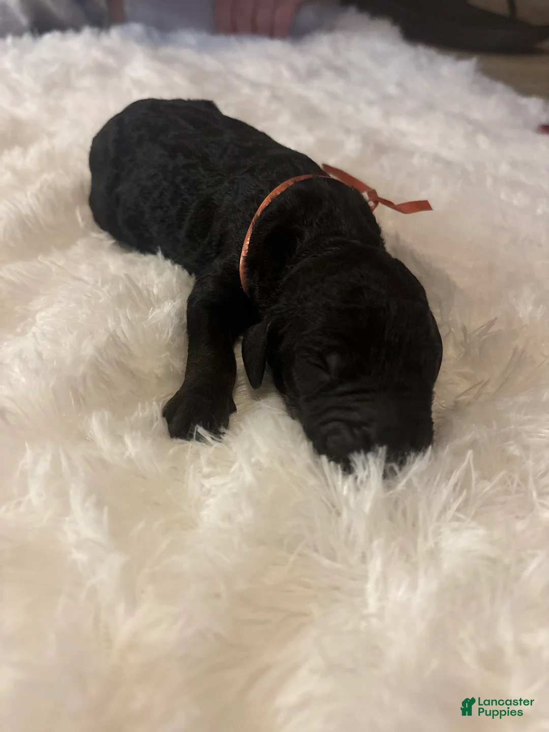 Goldendoodle dogs for sale: Joe - Ad 4