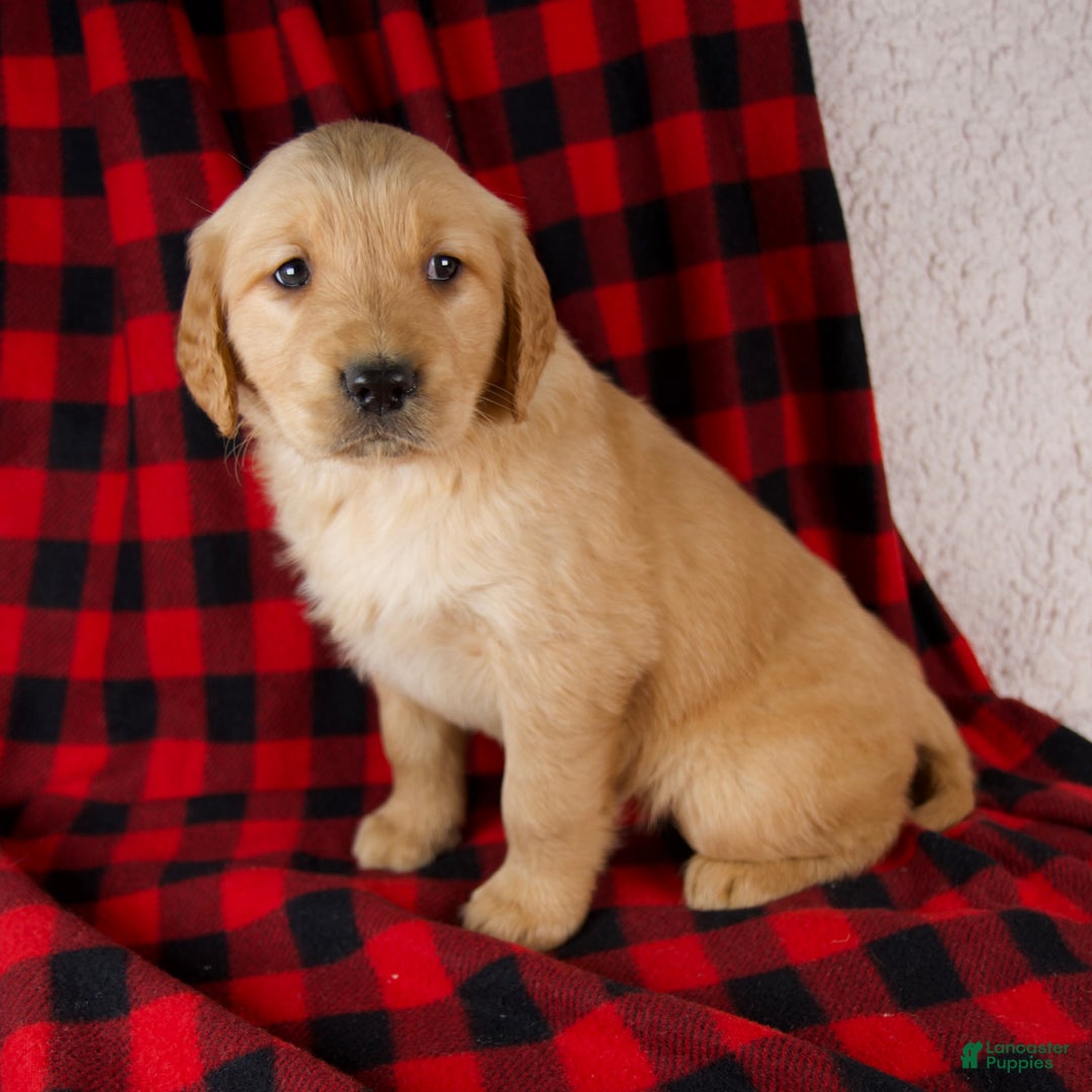 Golden Retriever dogs for sale: Talia - Ad 6