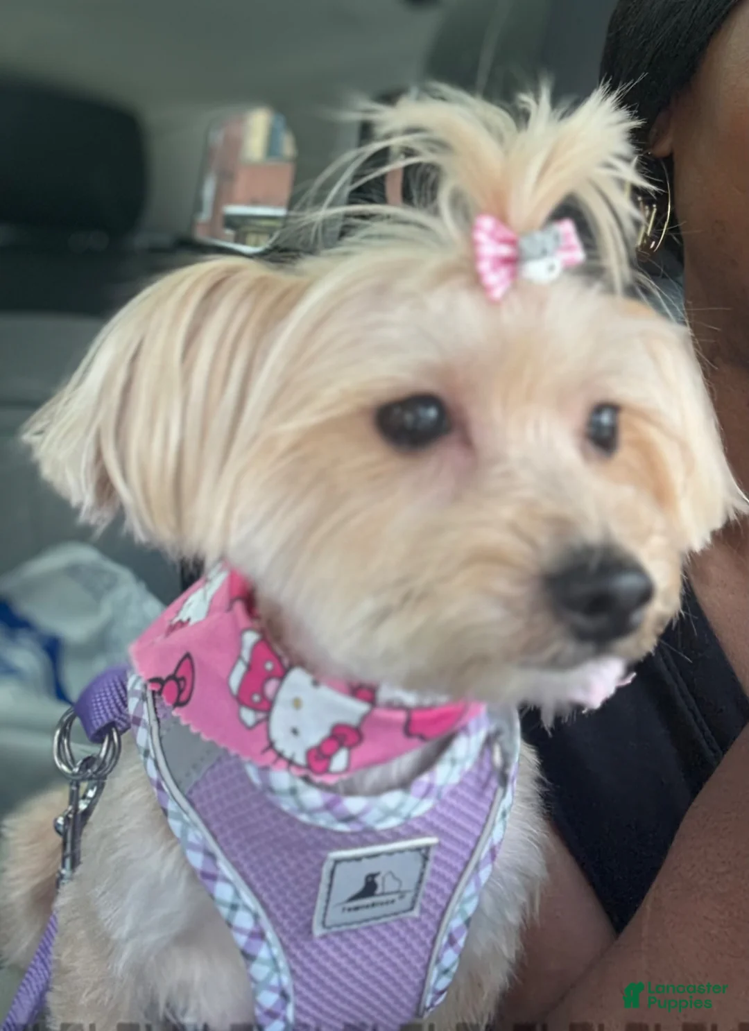 Mixed Breed dogs for sale: Yorkie Bichon Puppy 2 - Ad 3