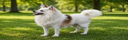 Pomeranian dogs for sale: Theo - Ad 4