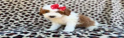 Cavapoo dogs for sale: Audrey - Ad 3