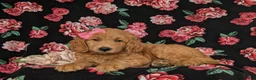 Goldendoodle dogs for sale: Vanessa - Ad 5