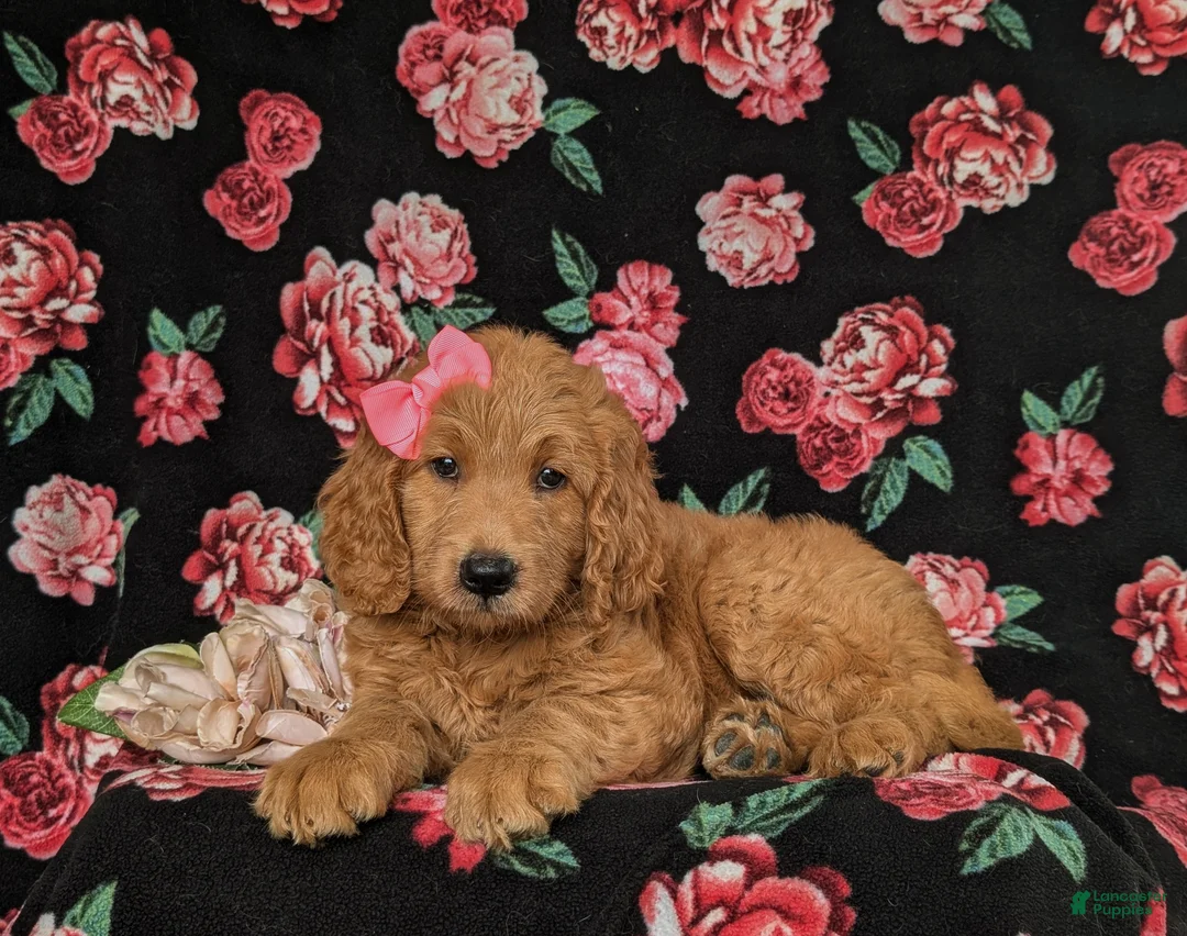 Goldendoodle dogs for sale: Vanessa - Ad 5