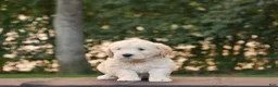 Goldendoodle dogs for sale: Hank - Ad 5