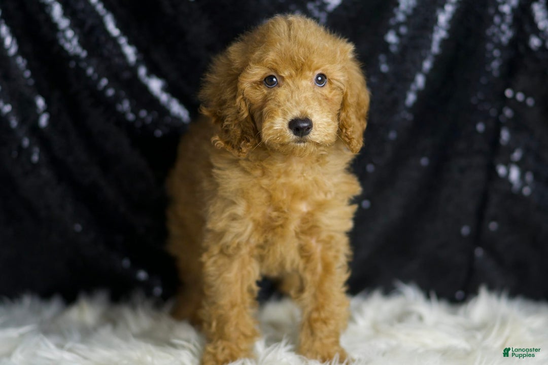Mini Goldendoodle dogs for sale: Captain - Ad 6