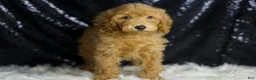 Mini Goldendoodle dogs for sale: Captain - Ad 4