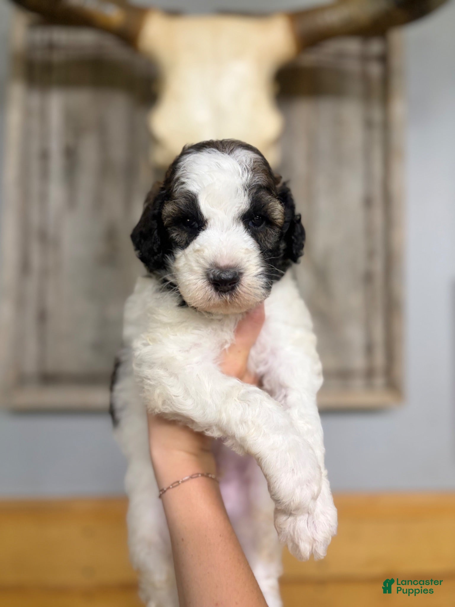 Goldendoodle dogs Goldendoodle 2 - Ad 23