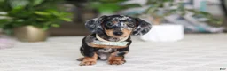 Miniature Dachshund dogs for sale: Kenzo - Ad 2