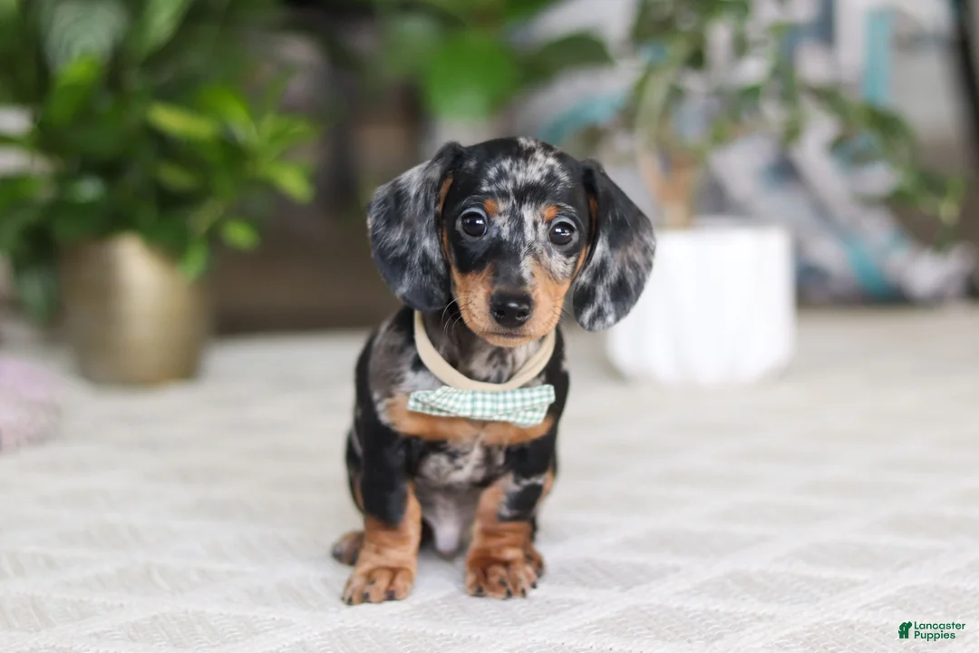 Miniature Dachshund dogs for sale: Kenzo - Ad 2