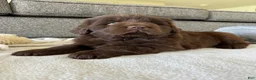 Newfoundland dogs for sale: “ Coco Chanel” OFA, CH, AKC - Ad 6