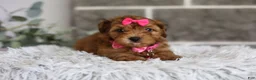 Yorkiepoo dogs for sale: Jewel  - Ad 13