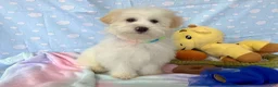 Maltipoo dogs for sale: Luke - Ad 1