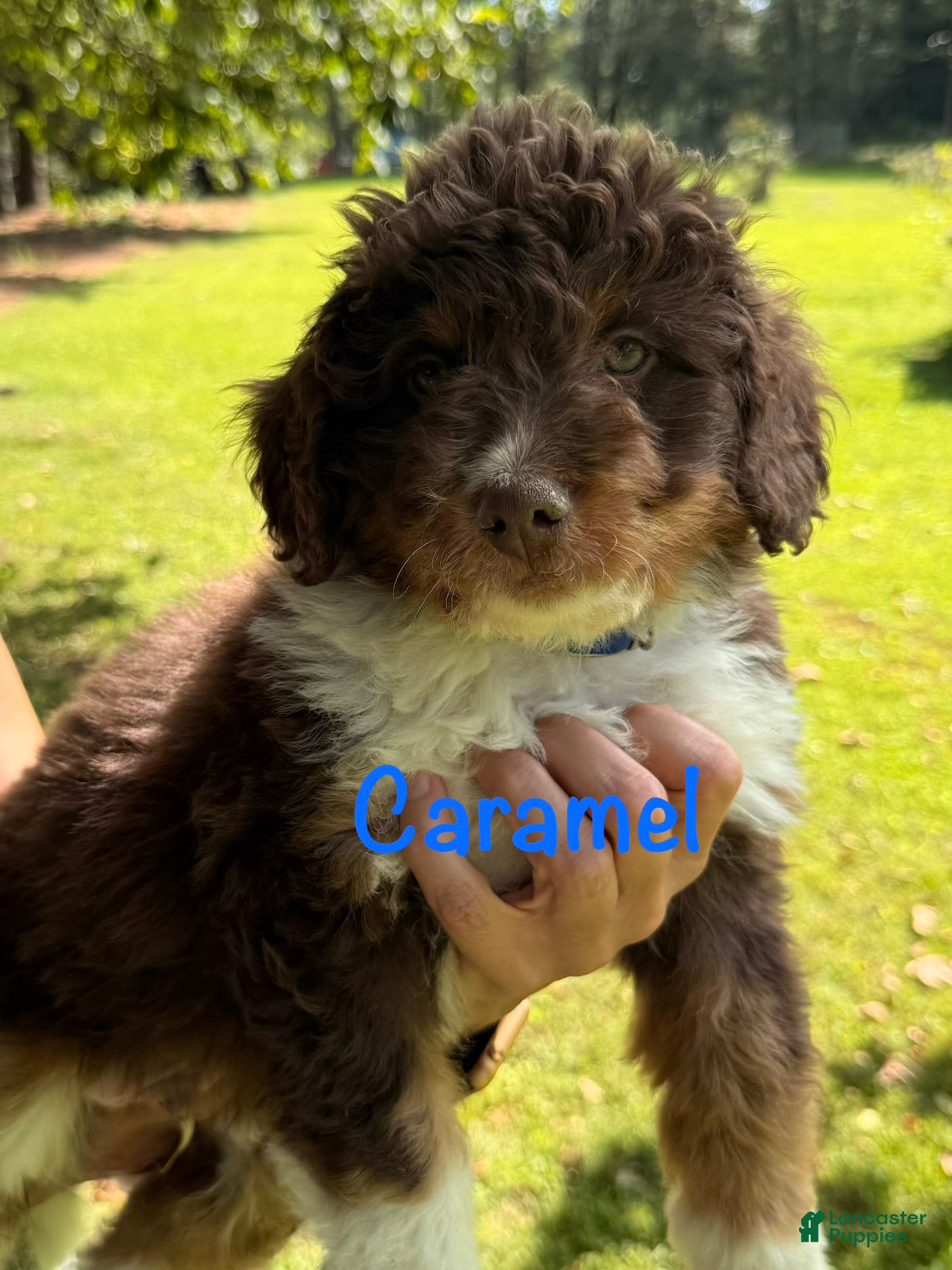 Bernedoodle dogs Caramel - Ad 2