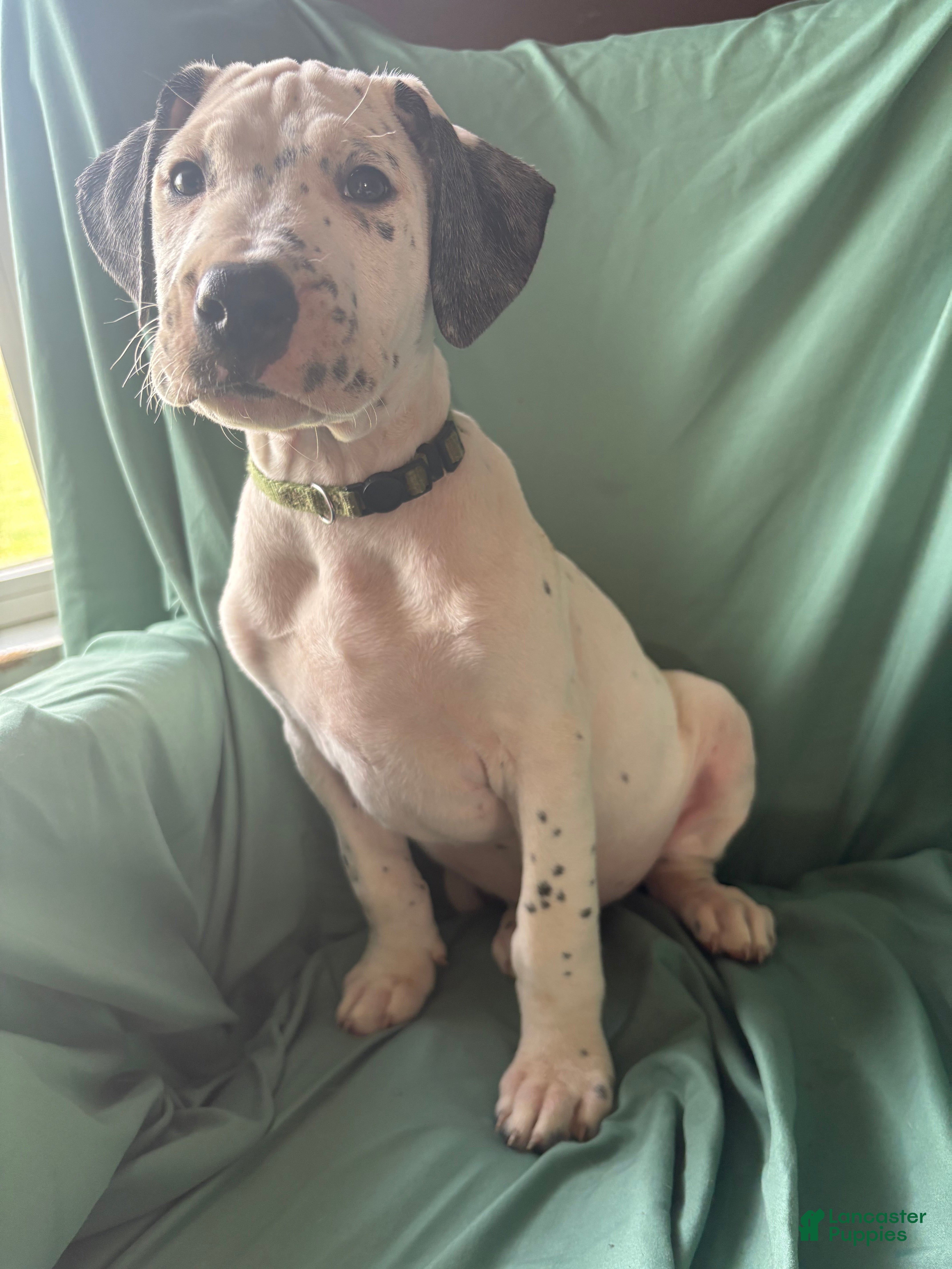 Mixed Breed dogs Samuel - Ad 4