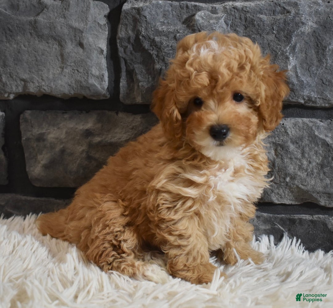Toy Poodle dogs for sale: Murphy  - Ad 7