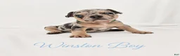French Bulldog dogs for sale: Winston Boy - Ad 8