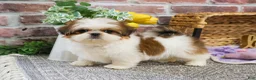 Shih Tzu dogs for sale: Dolly - Ad 2