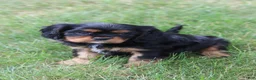 Cavalier King Charles Spaniel dogs for sale: Max - Ad 8