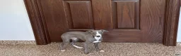 Italian Greyhound dogs for sale: Larry - Ad 6
