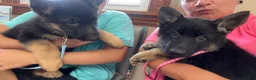 German Shepherd dogs for sale: Bluey - Ad 2