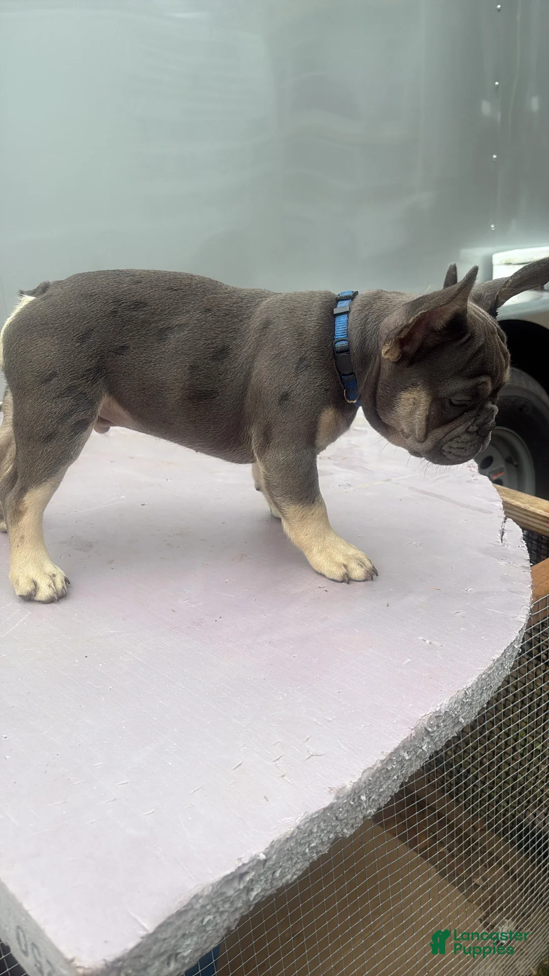French Bulldog dogs for sale: French Bulldog 1 - Ad 2