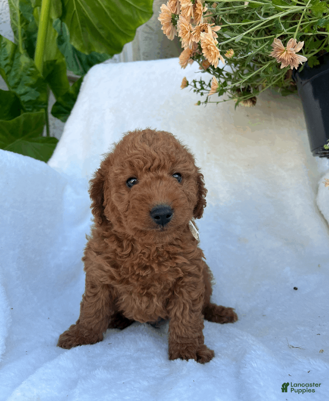 Goldendoodle dogs for sale: Rex - Ad 3