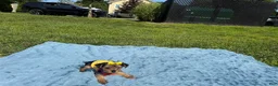 Yorkshire Terrier dogs for sale: Yorkshire Terrier 4 - Ad 2