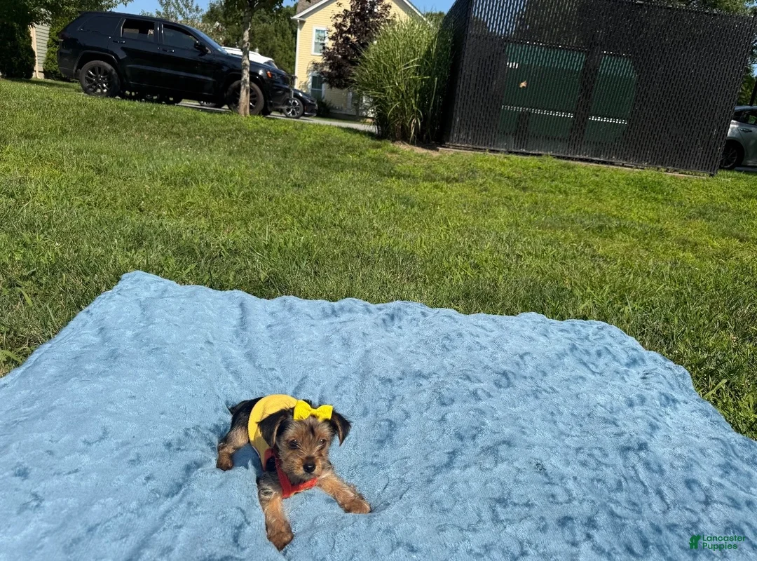 Yorkshire Terrier dogs for sale: Yorkshire Terrier 4 - Ad 2
