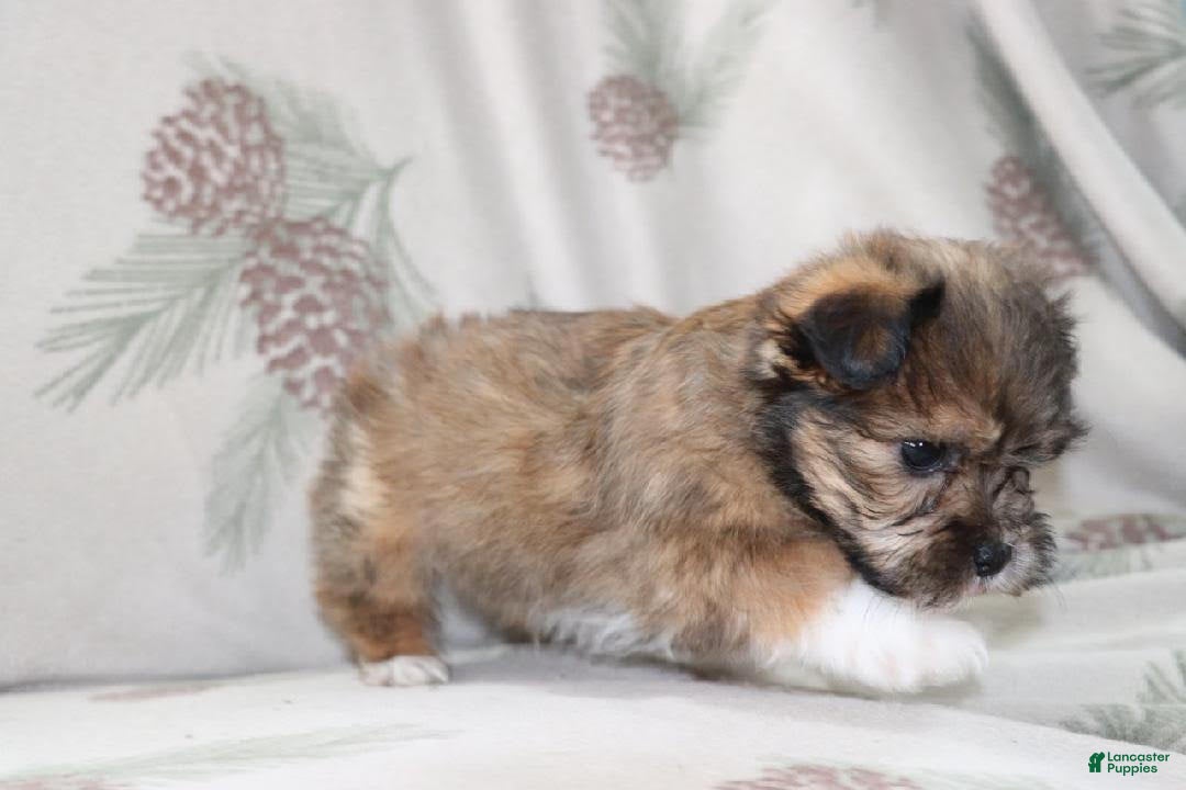 Mixed Breed dogs Curly - Ad 28